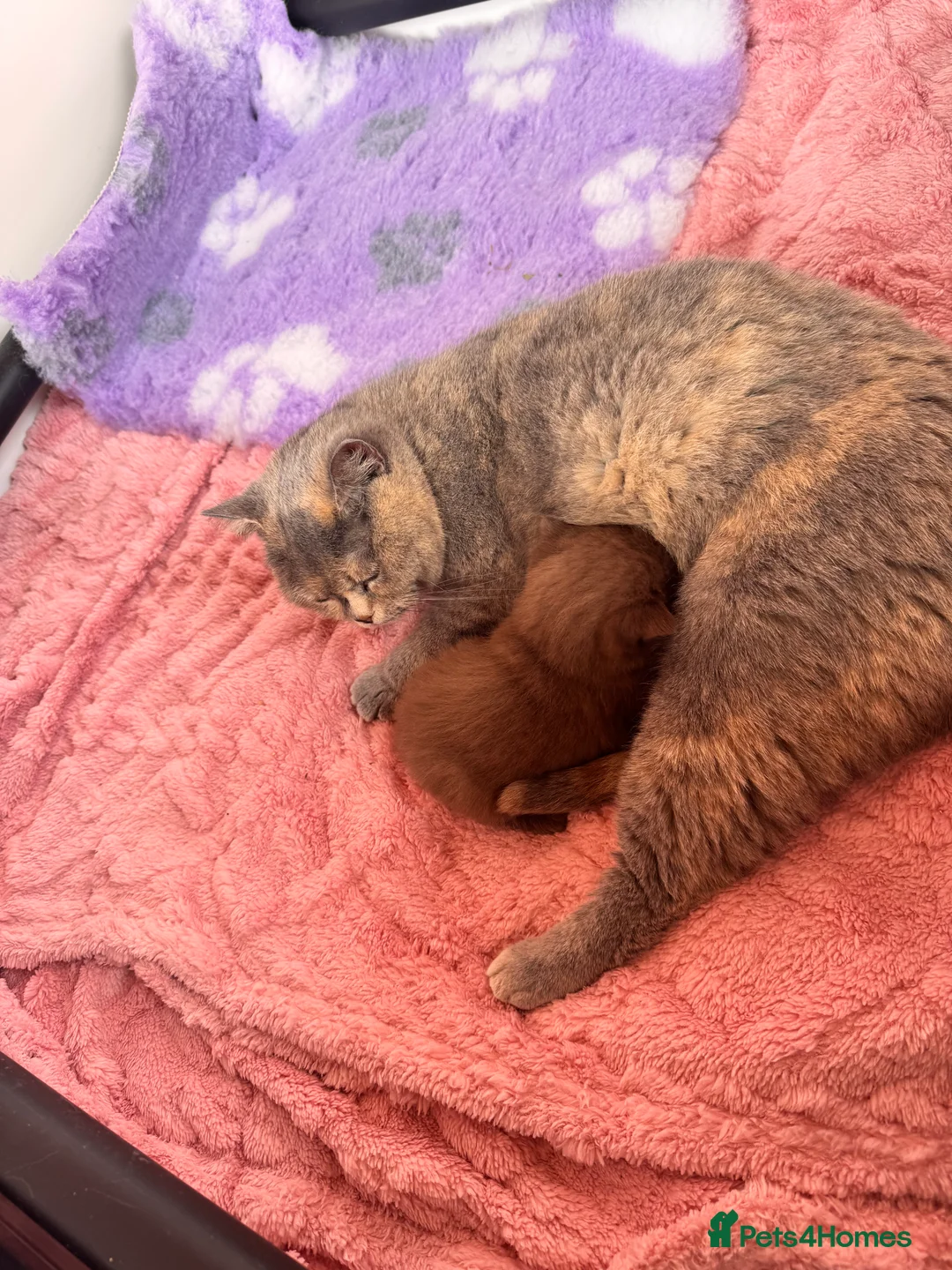 British Shorthair cats for sale: Stunning chocolate baby boy  - Advert 2