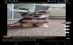 Morkie dogs for sale: Yorkie dominant small Morkies - Image 4