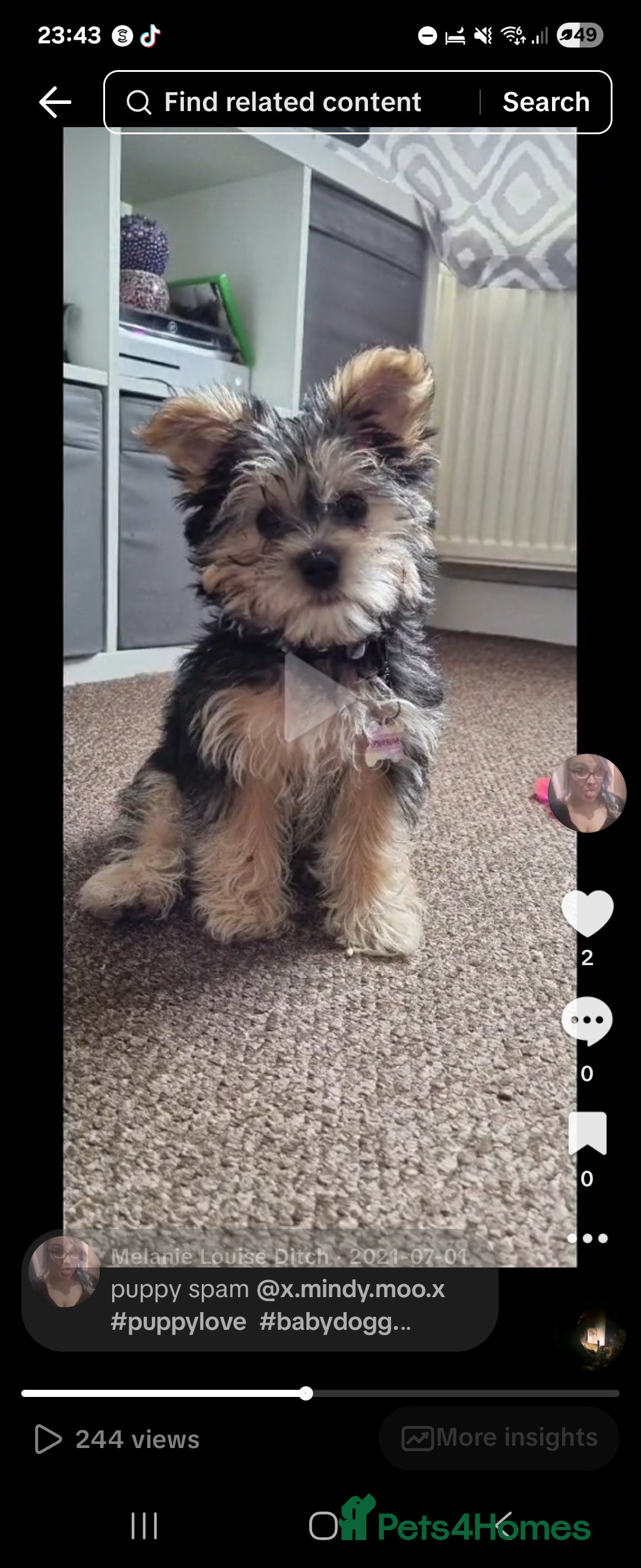 Morkie dogs for sale: Yorkie dominant small Morkies - Image 4