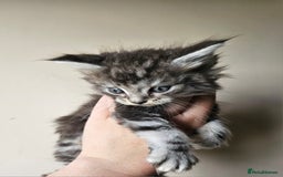 Maine Coon cats for sale: Beautiful litter of maine coons - Image 2