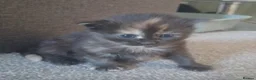 British Longhair cats for sale: Super fluffy foodie girl - Advert 9