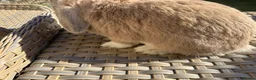 Mini Lop rabbits for sale: 1 Lovely handsome mini lop buck and adult. - Advert 15