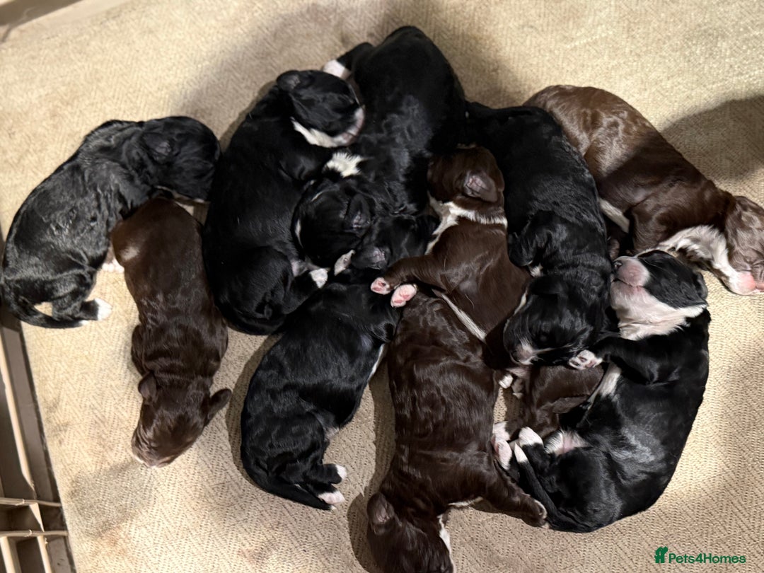 Cockapoo dogs for sale: Miniature f1 Cockapoos puppies - Advert 3