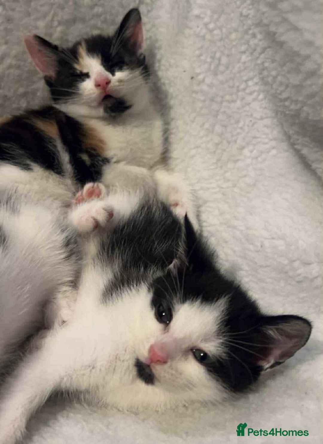 Domestic Shorthair cats for sale: 2 female kittens for sale - Image 3