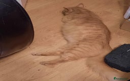 Bombay cats for sale: Two kittens, ginger(male) and black ( female) - Image 11