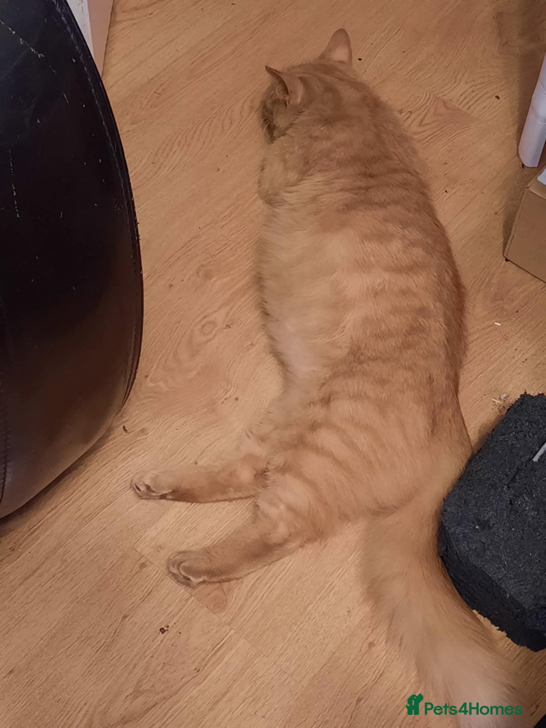 Bombay cats for sale: Two kittens, ginger(male) and black ( female) - Image 11