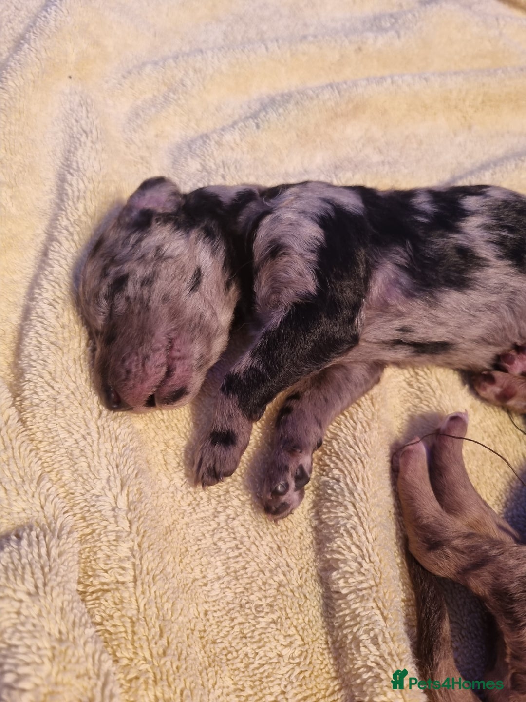 Mixed Breed dogs for sale: Merle Goldendoodle x Irish doodle - Advert 15