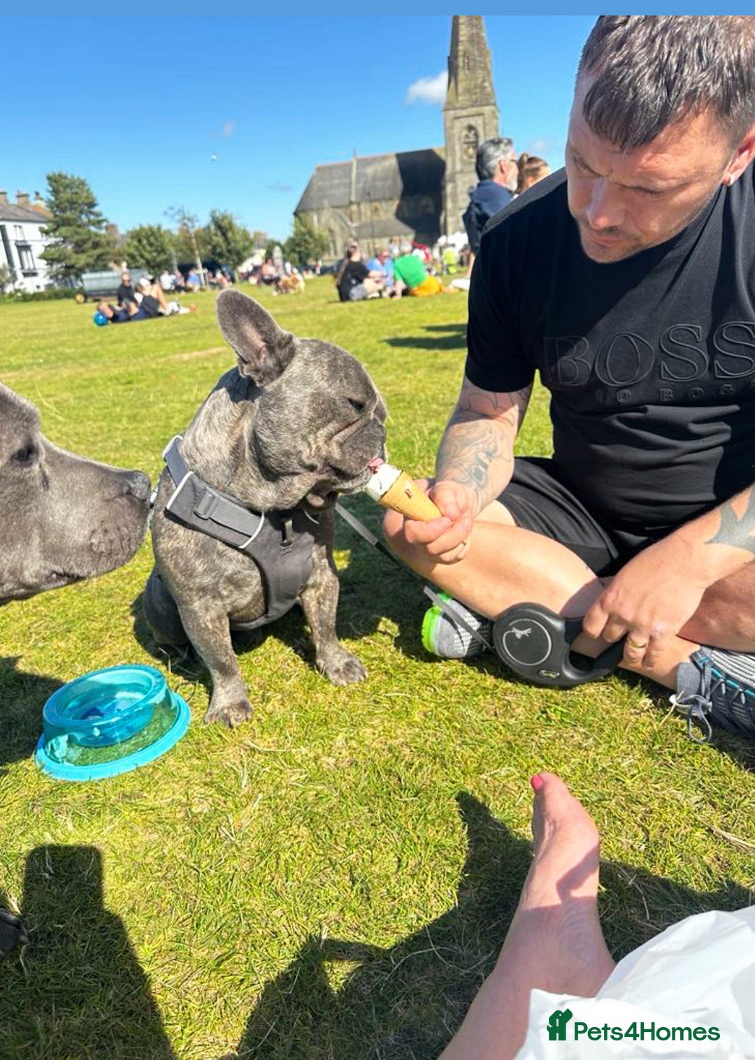 French Bulldog dogs for stud: frenchbulldog for stud   - Advert 10