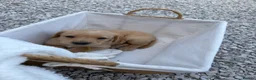 Labrador Retriever dogs for sale: 8 Labrador puppy’s for sale  - Advert 28