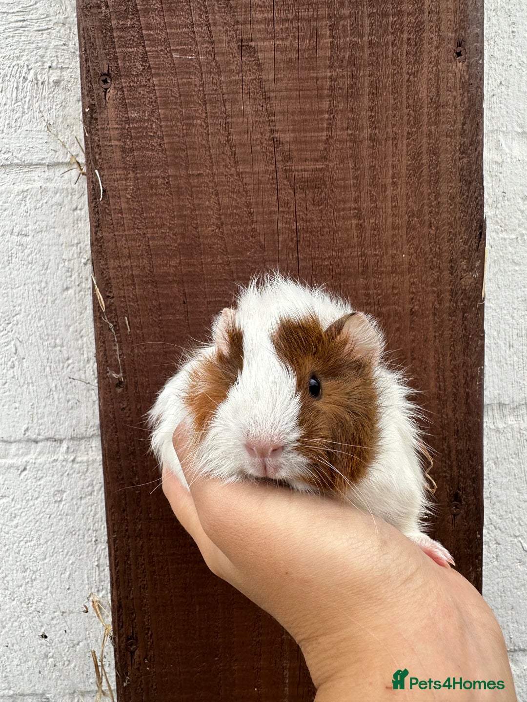 Guinea Pig rodents for sale: 3 Gorgeous Female Guinea pigs for sale  - Image 7