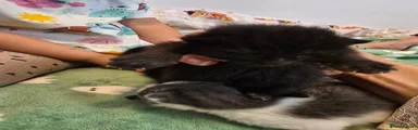 Mixed Breed 4