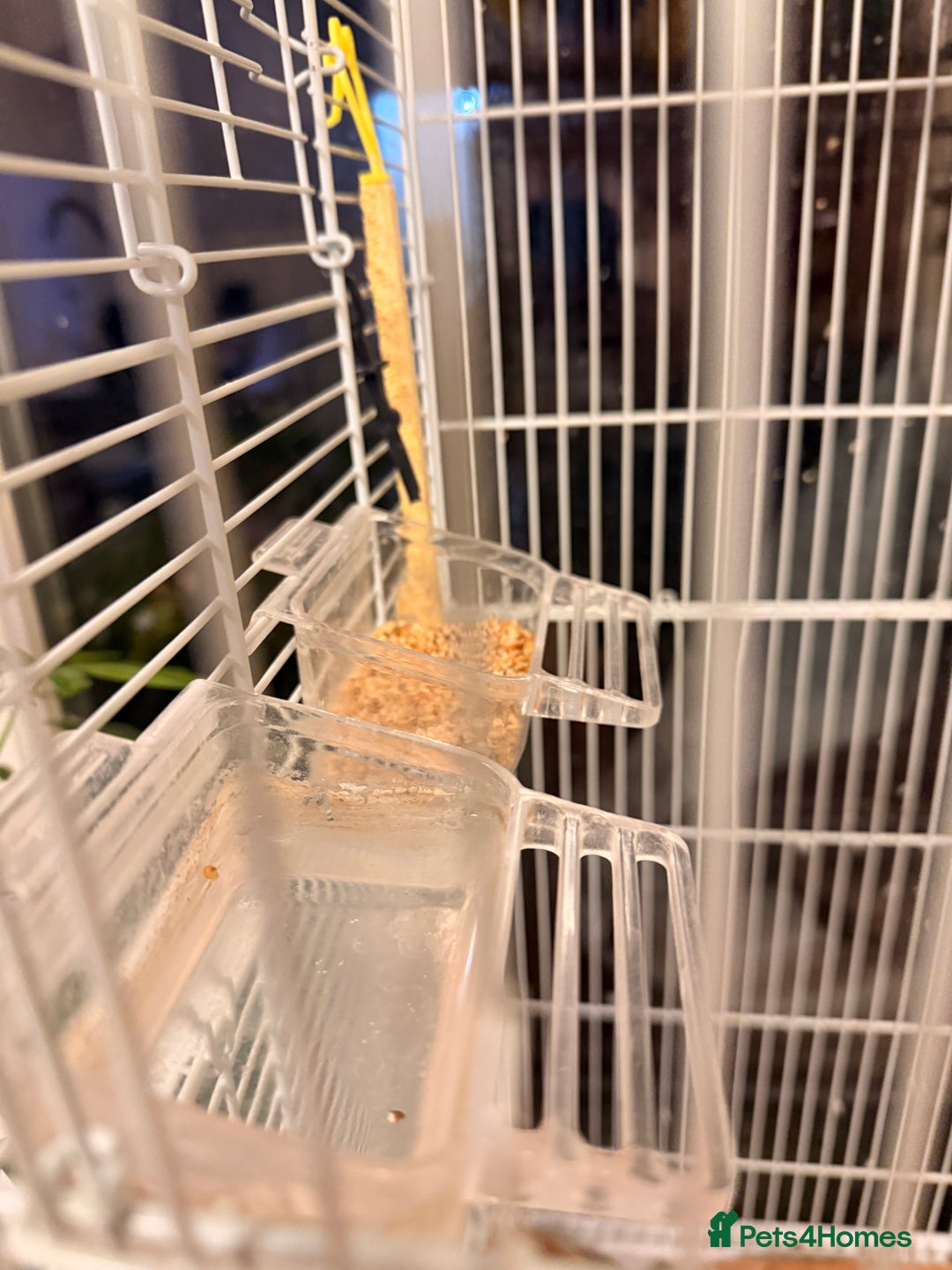 Budgerigars birds for sale: Budgies and cage  - Advert 4