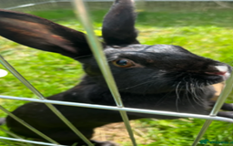 Mixed Breed rabbits for sale: Beautiful Daisy for re-homing - Image 3
