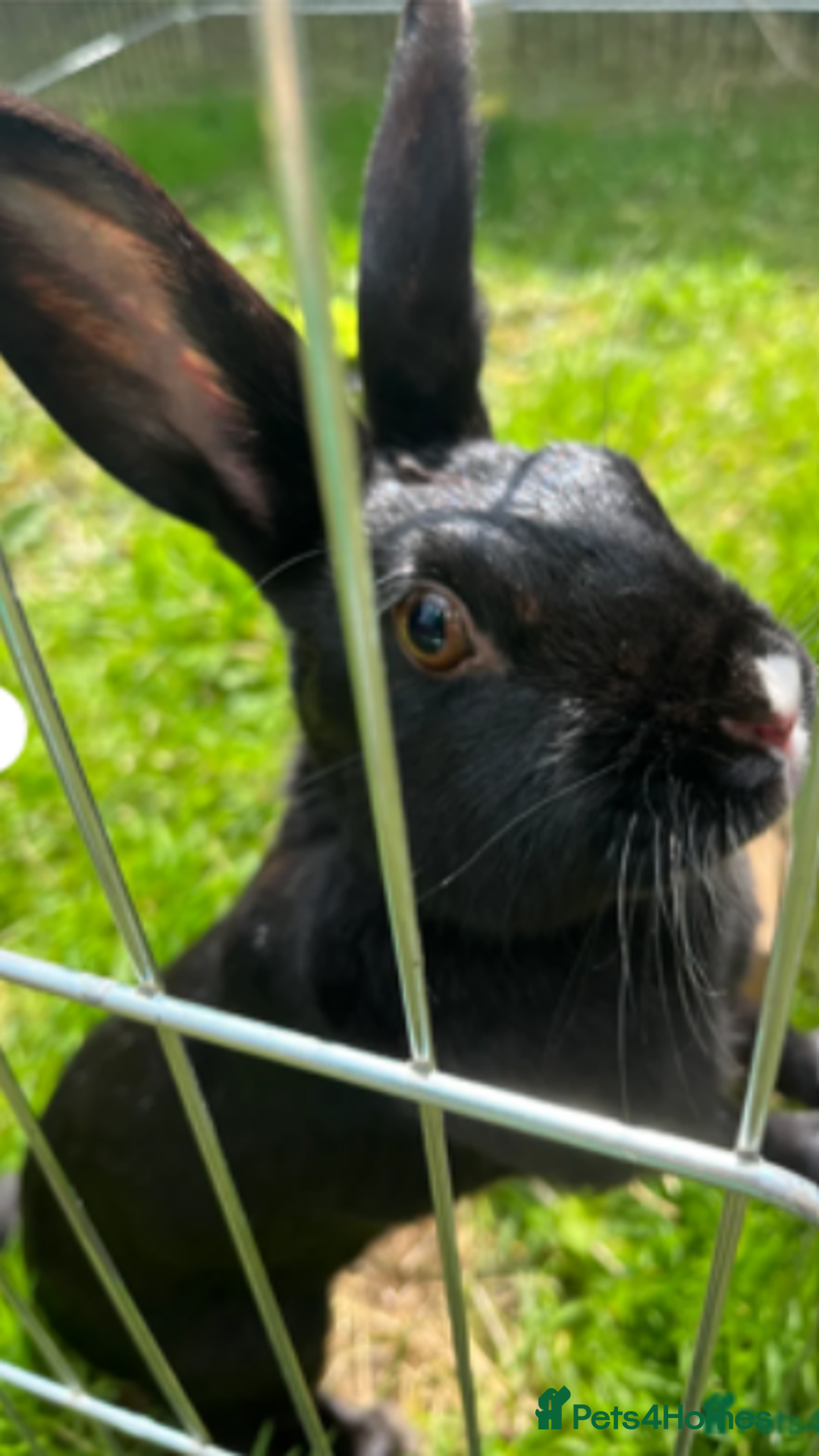 Mixed Breed rabbits for sale: Beautiful Daisy for re-homing - Image 3