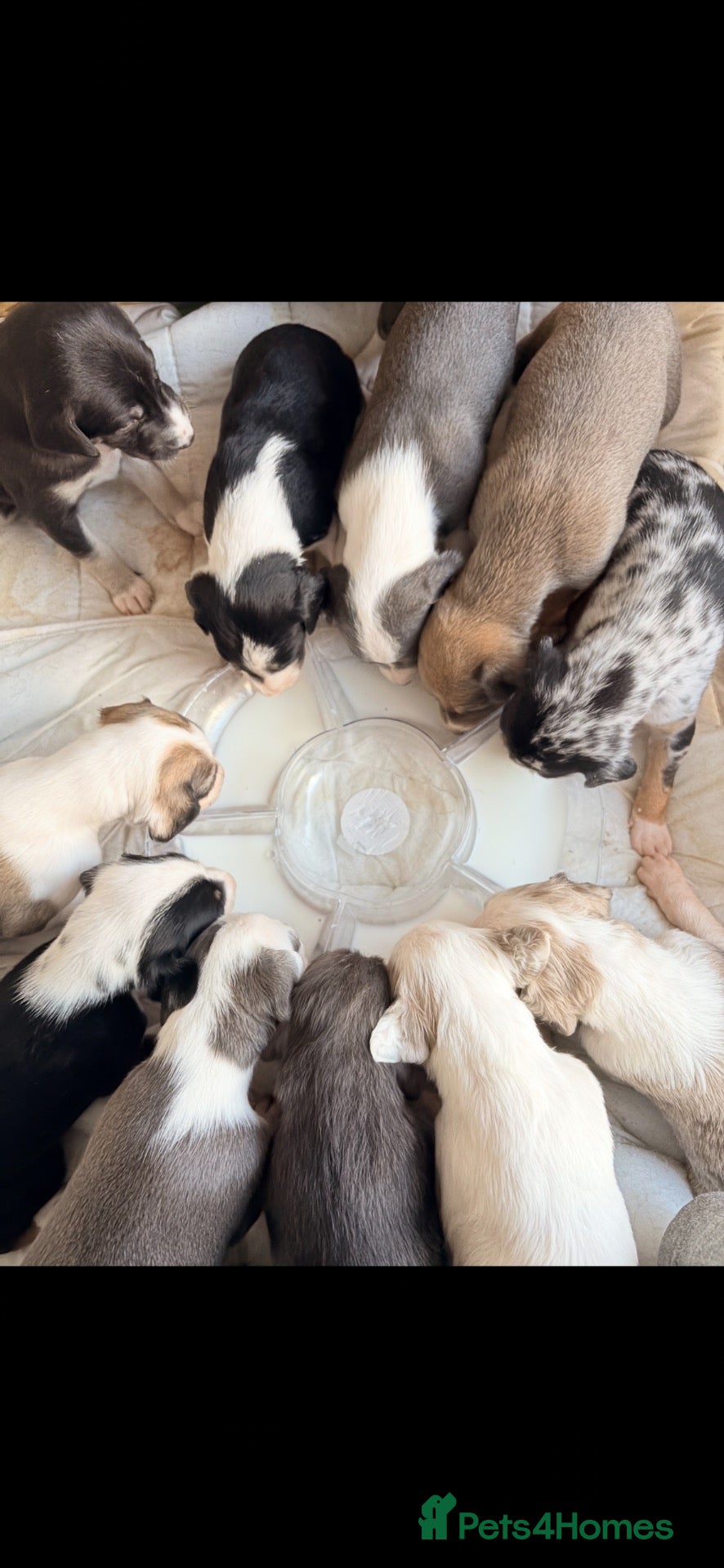 Lurcher dogs Lurcher puppies  - Advert 12