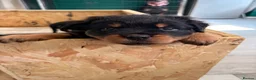 Rottweiler dogs for sale: World champion bloodlines 1 girl available  - Advert 10