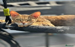 Maine Coon cats for sale: Mainecoon x  - Image 12