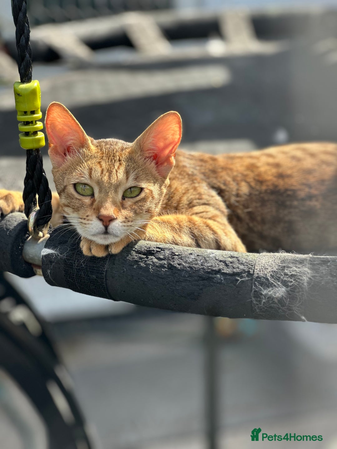 Maine Coon cats for sale: Mainecoon x  - Image 12