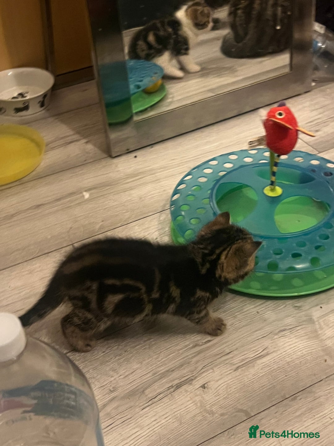 British Shorthair cats for sale: 4 Beautiful British Shorthair cross Kittens  - Image 35