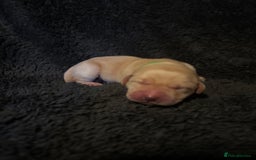 Labrador Retriever dogs for sale: Beautiful Labrador puppies - Image 14