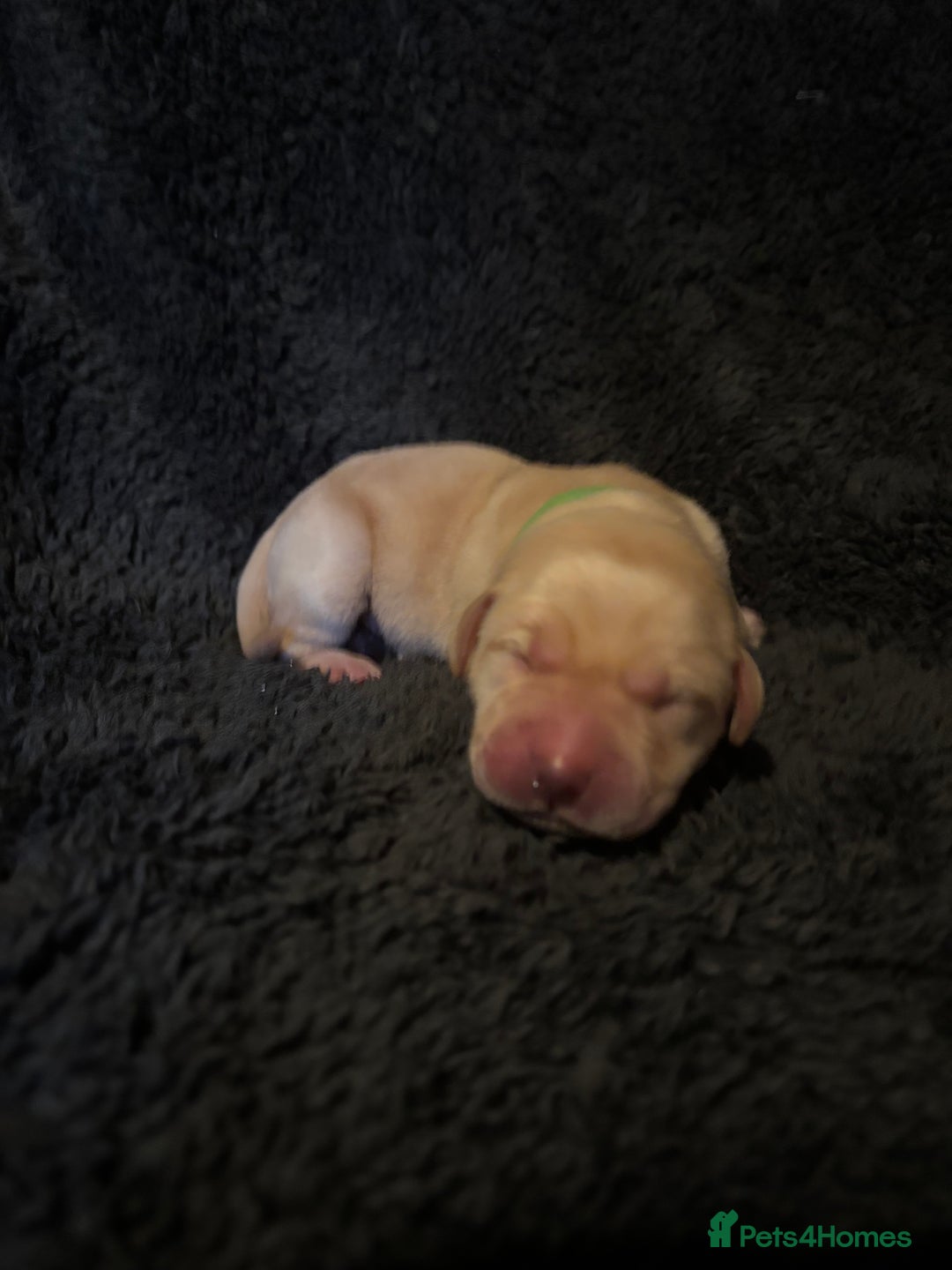 Labrador Retriever dogs for sale: Beautiful Labrador puppies - Image 14