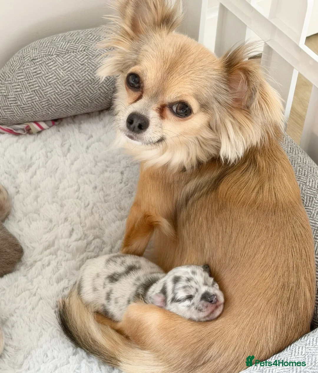 Chihuahua dogs for sale: Stunning litter of mixed Merle and Lilac fawn in Gerrards Cross - Advert 2