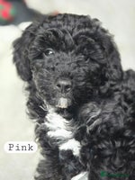 Toy Poodle dogs - Advert 4