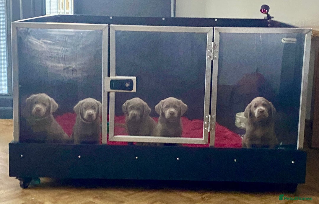 Labrador Retriever dogs for sale:  Ready for collection from today 🩶💚🩶   - Image 29