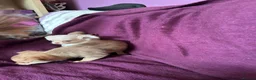 Chihuahua dogs for sale: Outstanding tiny tiny chichahua  - Advert 22