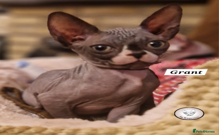 Sphynx cats - Advert 1
