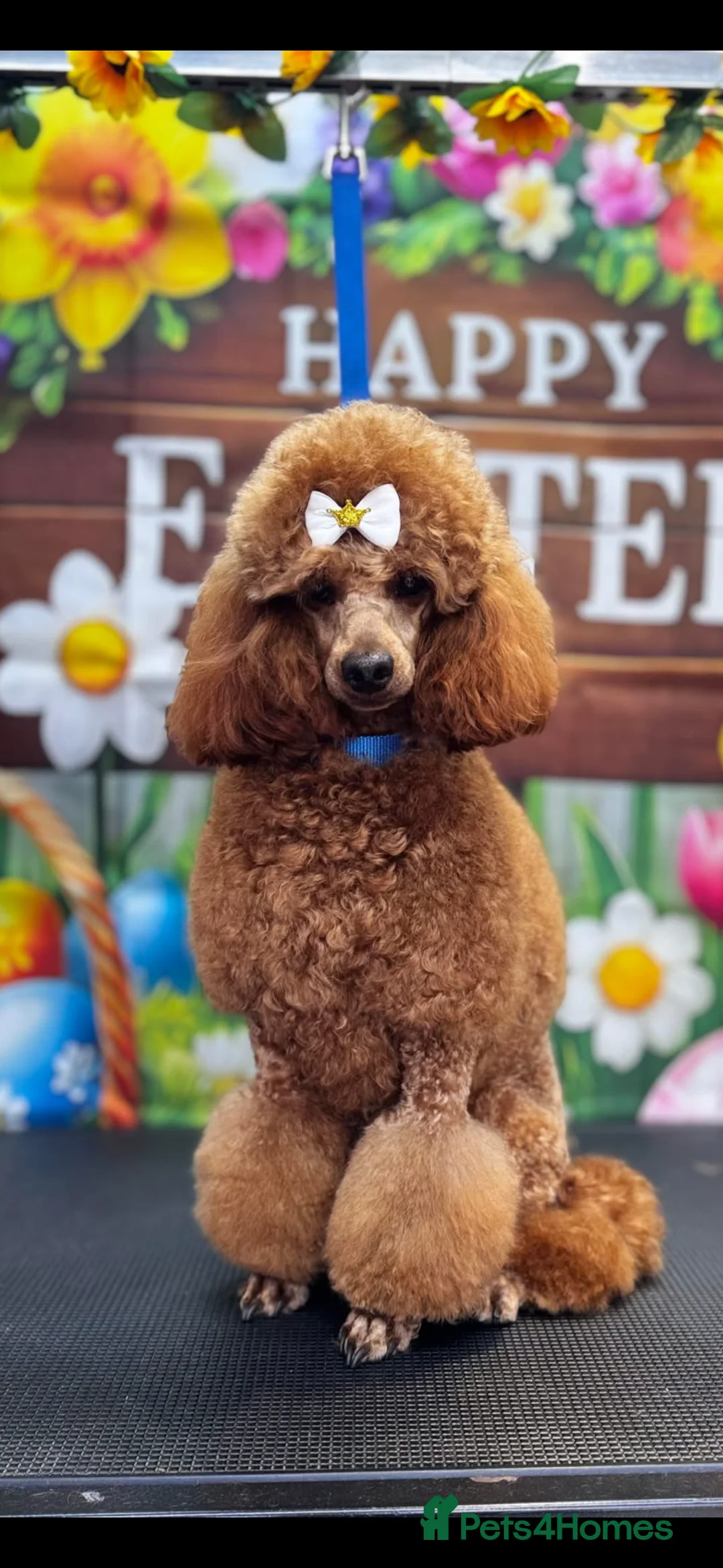 Cavapoo dogs for sale:  🐶Red Cavapoo puppies for sale 🐶 - Advert 11