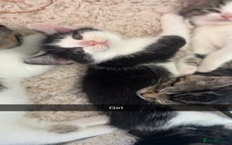 Mixed Breed cats for sale: 5 Beautiful kittens - Image 3