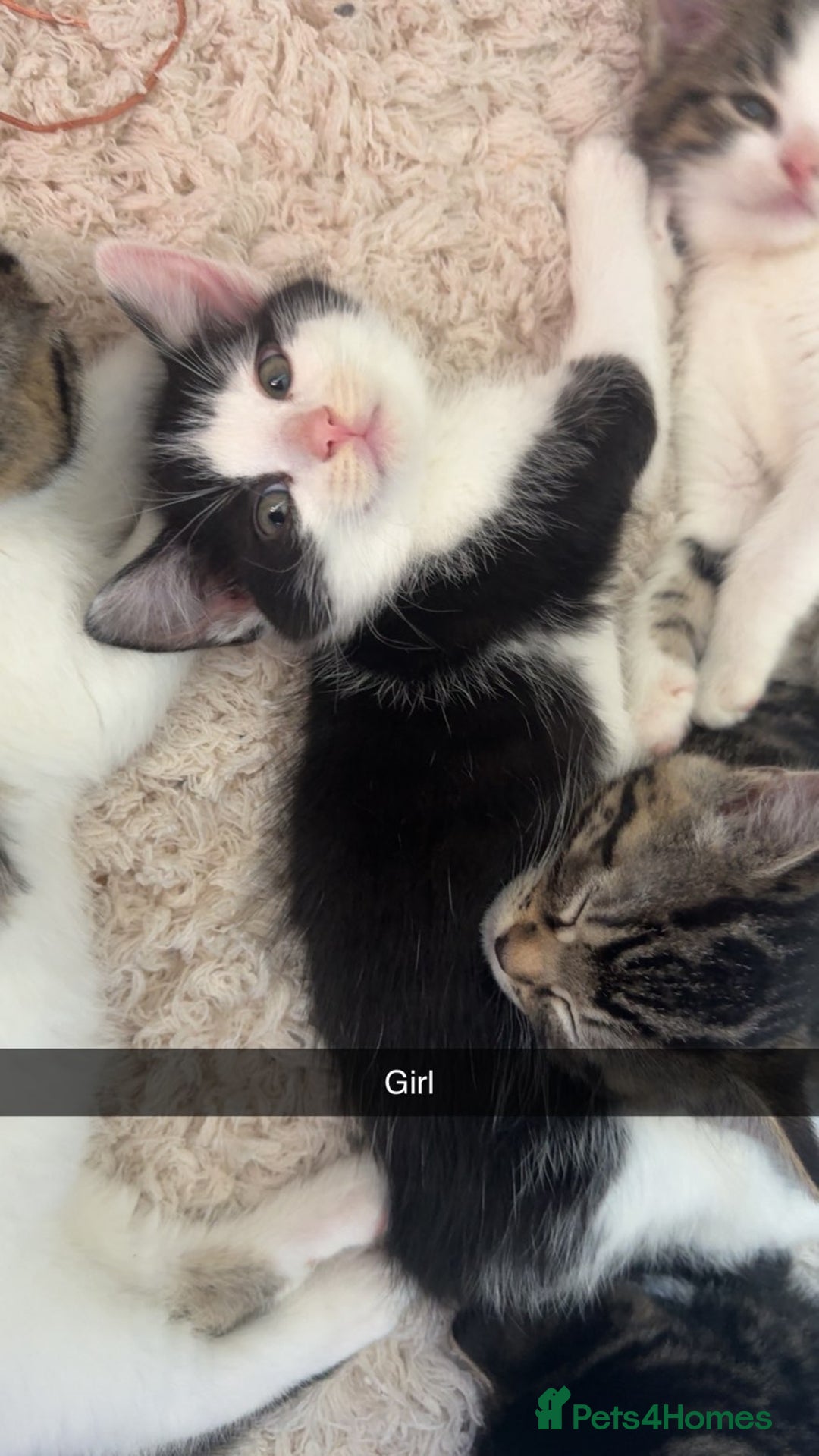 Mixed Breed cats for sale: 5 Beautiful kittens - Image 3