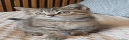British Shorthair cats for sale: Adorable Brittish Shorthair kittens🐱 - Advert 27