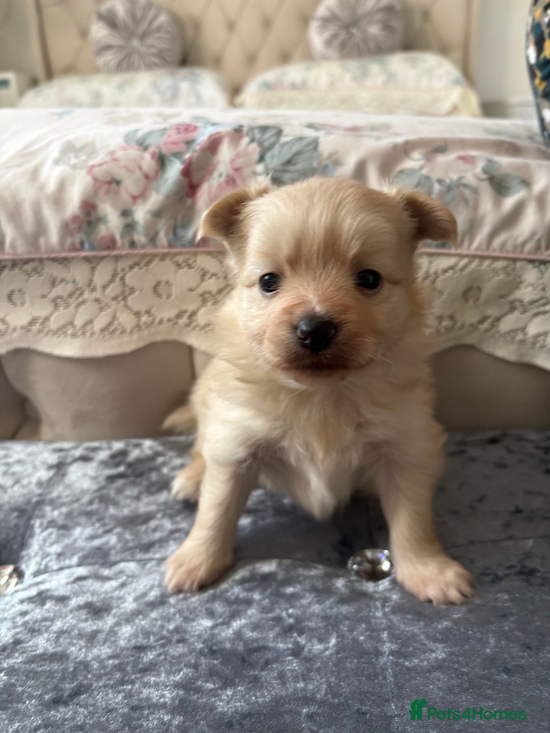 Pomeranian dogs for sale: Pomeranian puppies - Advert 2