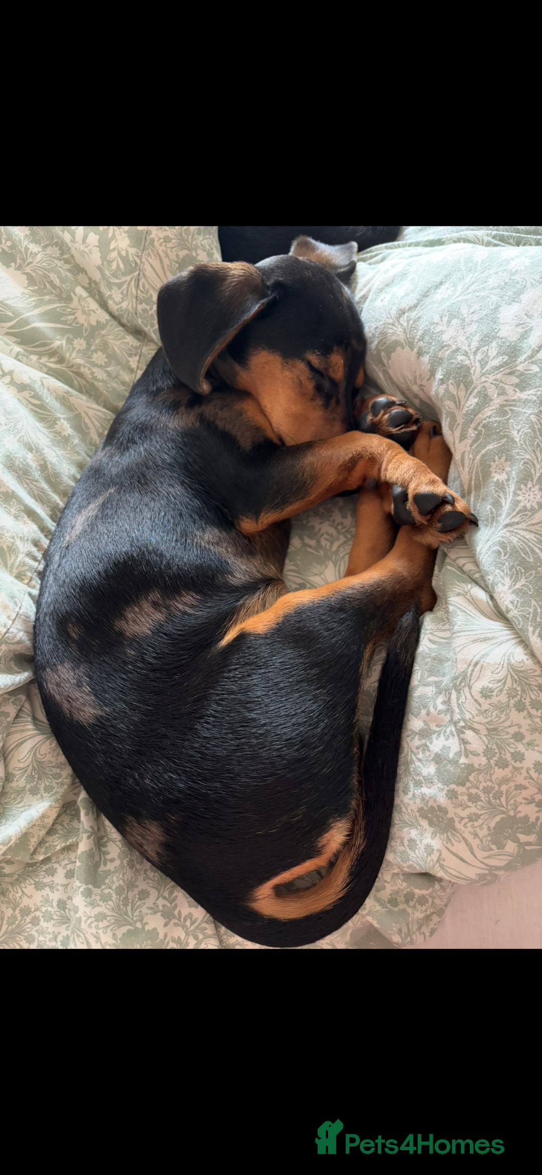 Mixed Breed dogs for sale: Handsome boy  - Advert 7