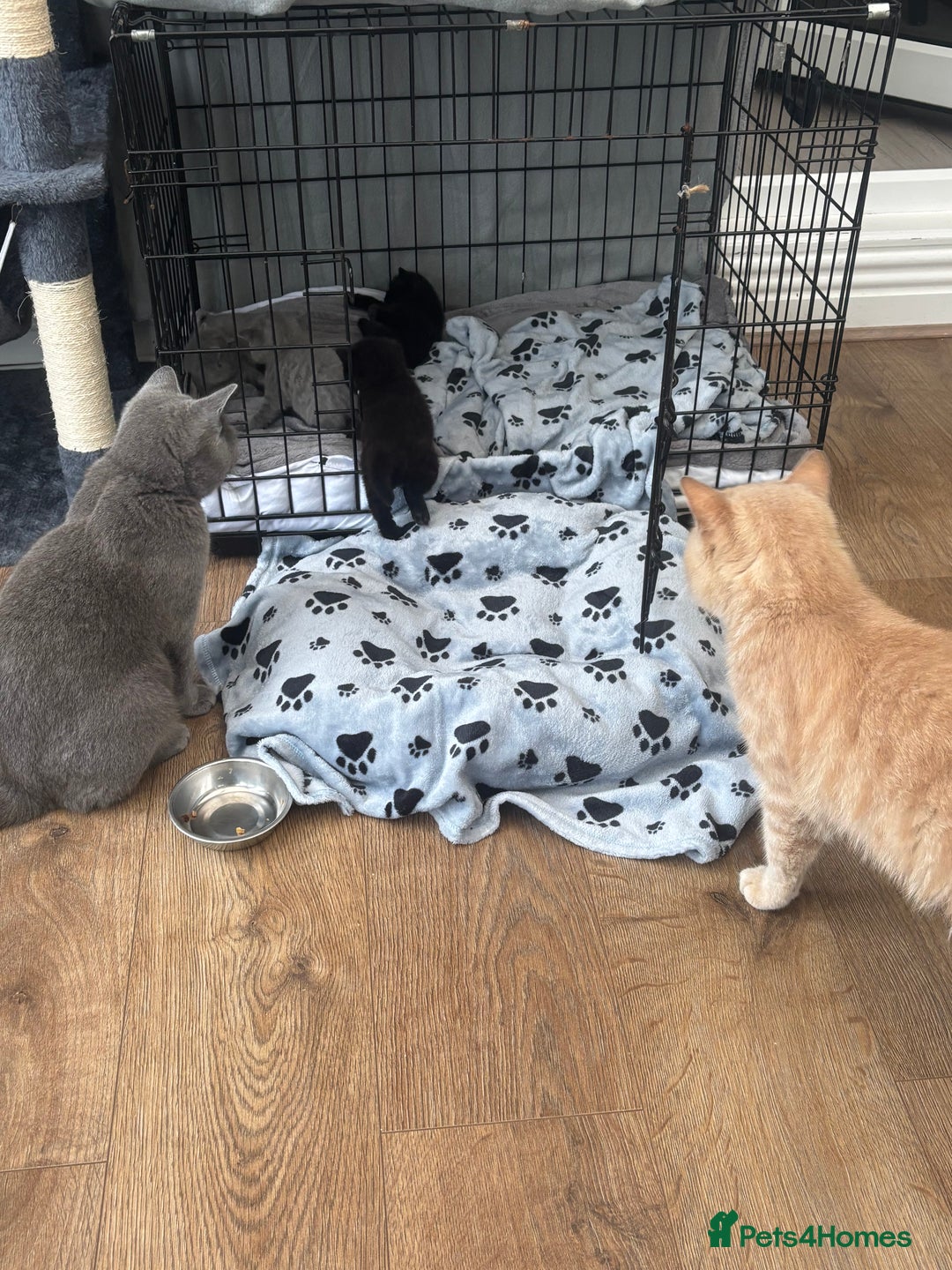 British Shorthair cats for sale: British blue shorthair  - Image 1
