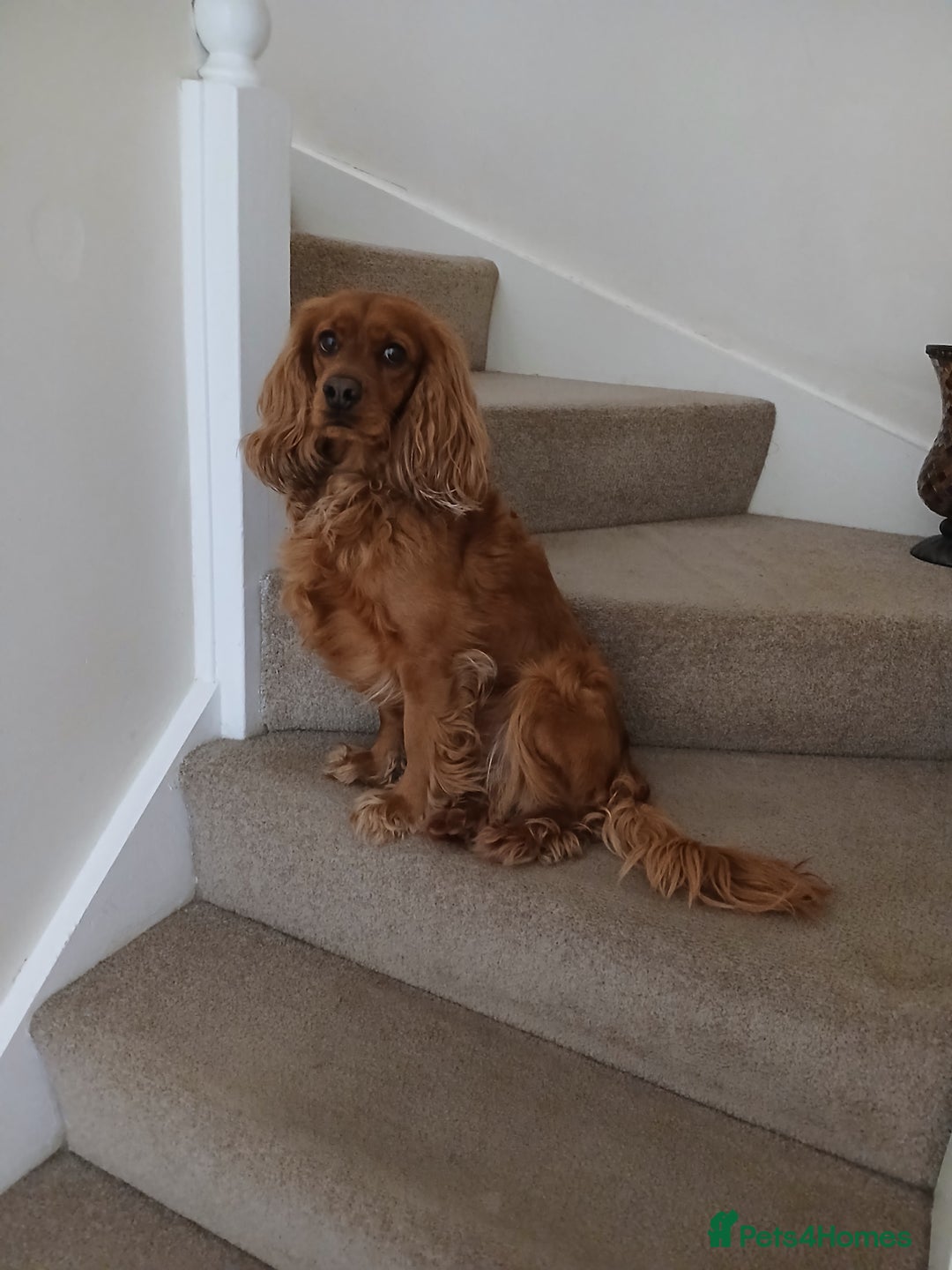Cockapoo dogs for sale: Loving Home Wanted for Our Beautiful Cockapoo  - Image 3