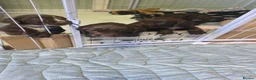Sprocker dogs for sale: Sprocker spaniel puppies  - Advert 16