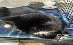 British Longhair cats for sale: Good home wanted - Image 2