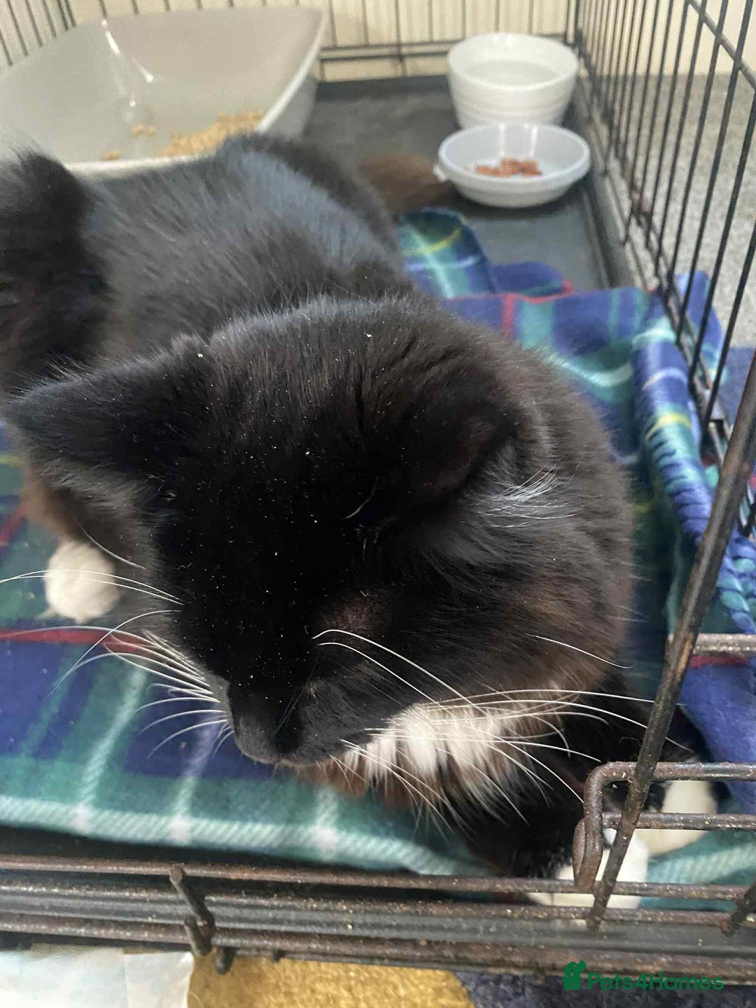 British Longhair cats for sale: Good home wanted - Image 2