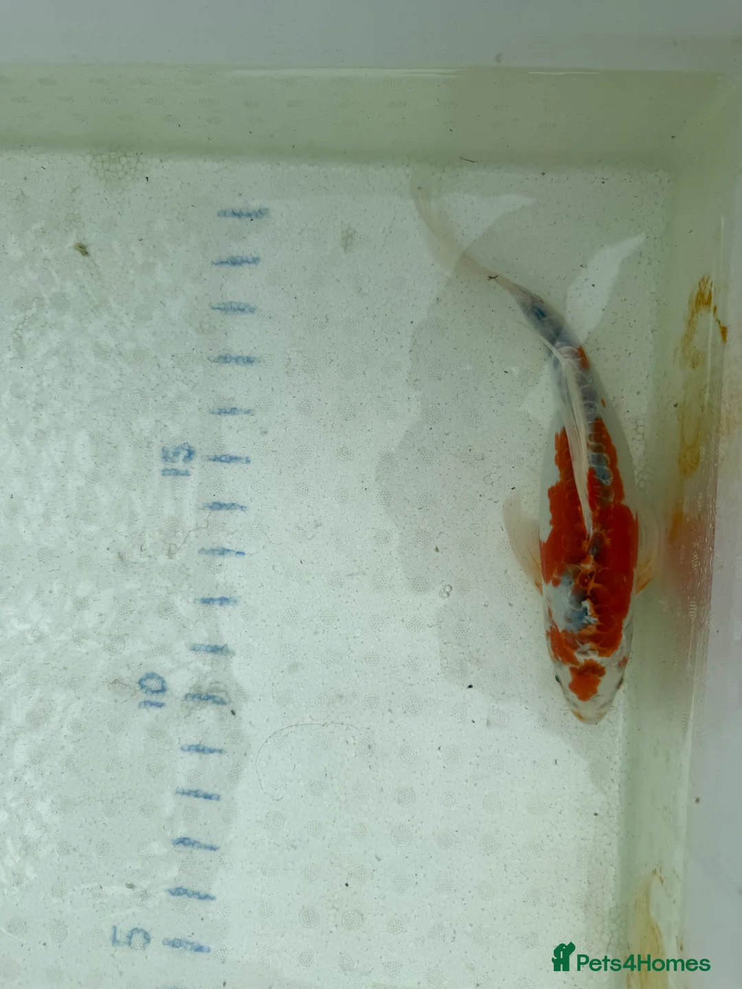 Koi Carp fish for sale: Japanese koi plus more - Advert 4