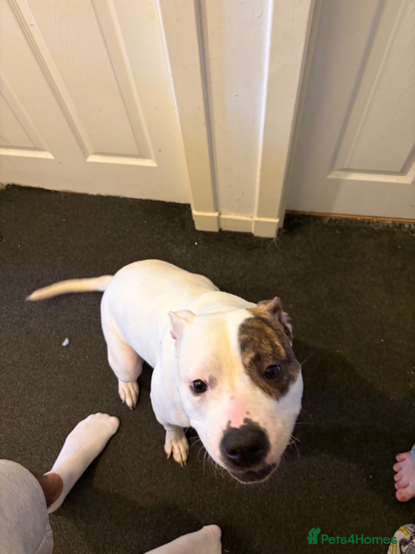 American Bulldog dogs 1 year old American bulldog  - Advert 13