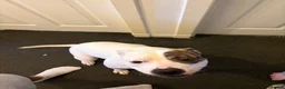 American Bulldog dogs for sale: 1 year old American bulldog  in Leven - Advert 1