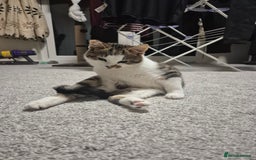 Mixed Breed cats for sale: Two inseparable kittens  - Image 7