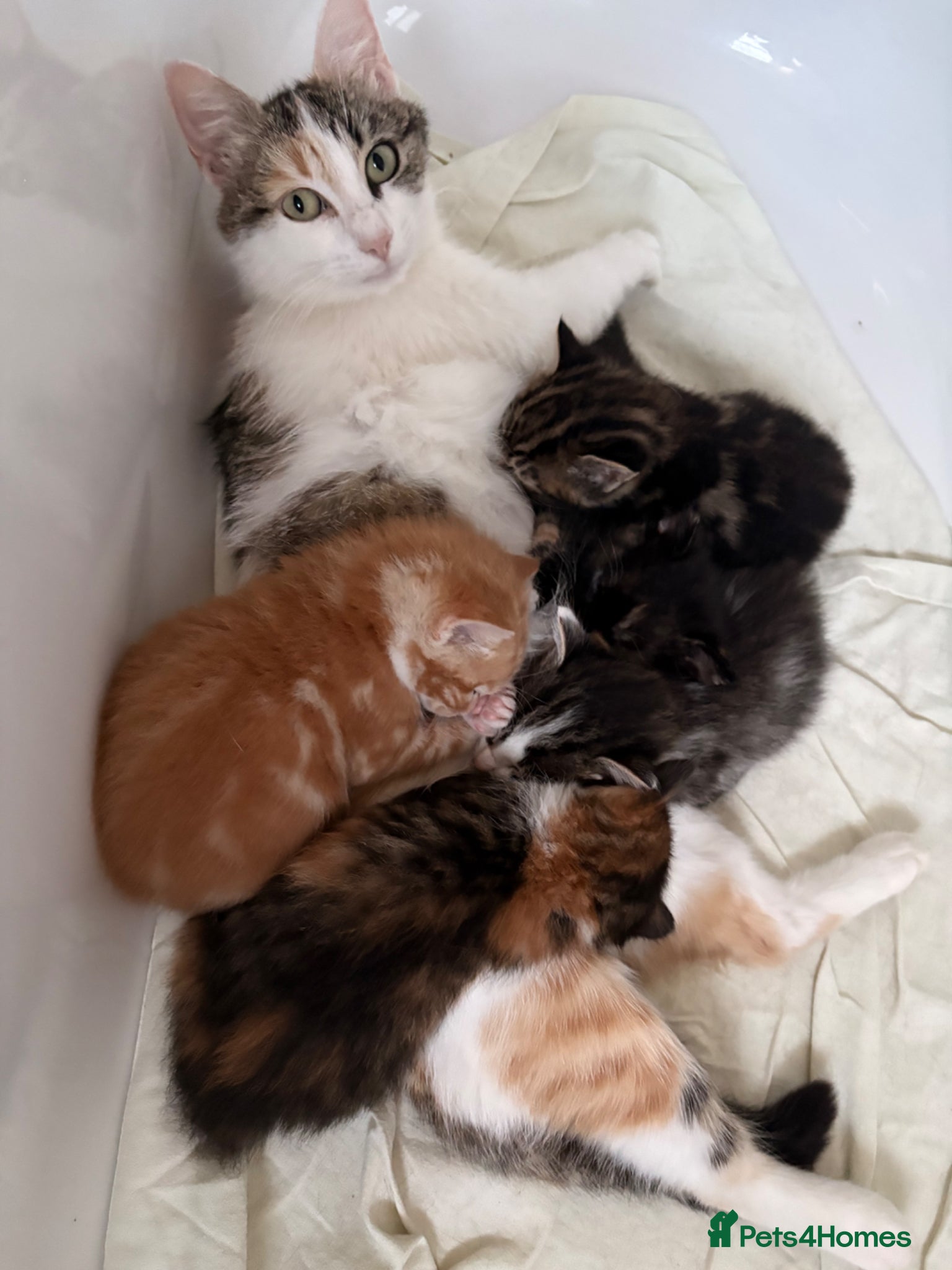 Mixed Breed cats 2female 3 male little kitten  - Advert 1