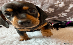 Dachshund dogs for sale: Beautiful Dachshund Puppies Ready to go 8th Nov  - Image 27