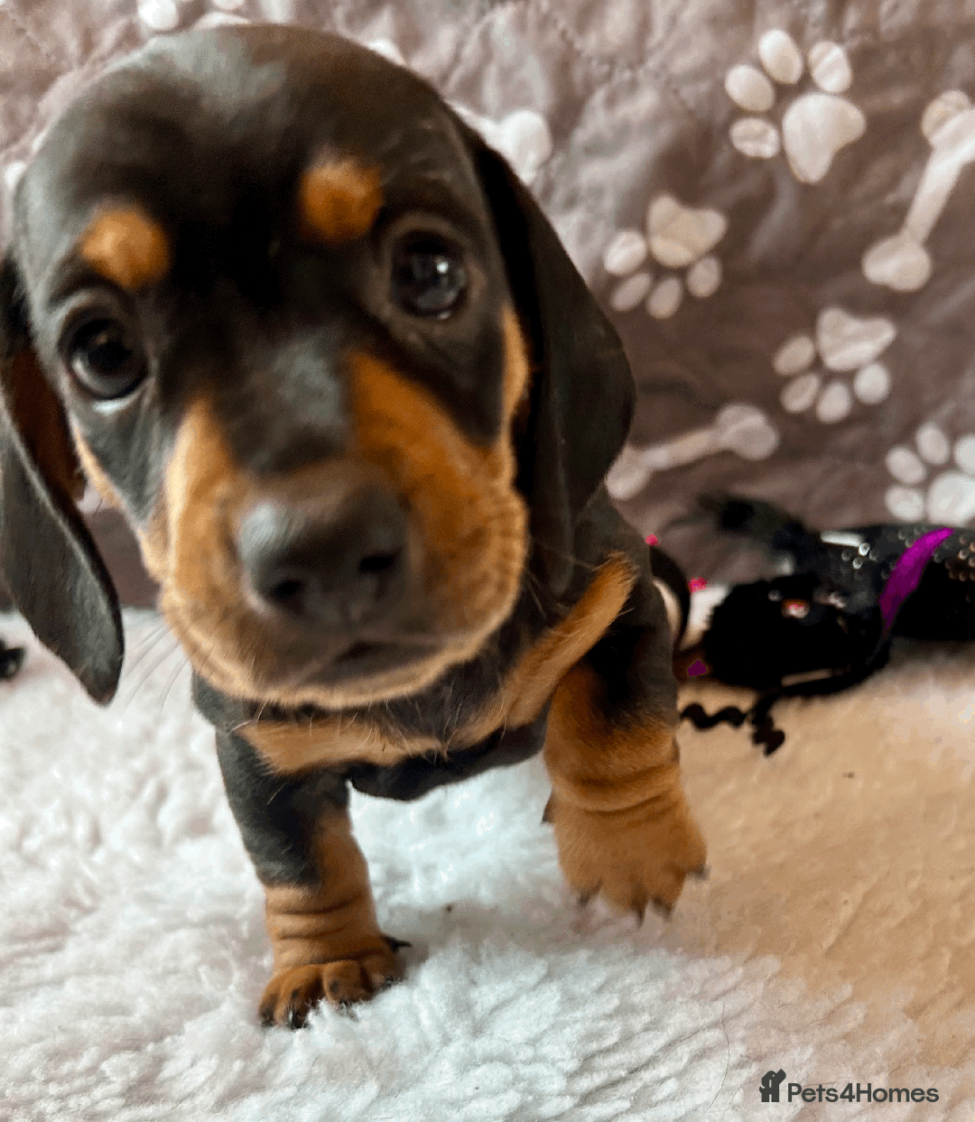 Dachshund dogs for sale: Beautiful Dachshund Puppies Ready to go 8th Nov  - Image 27