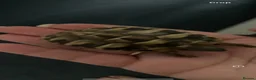 Hermann Tortoise reptiles for sale: Baby hermann tortoises  - Advert 2