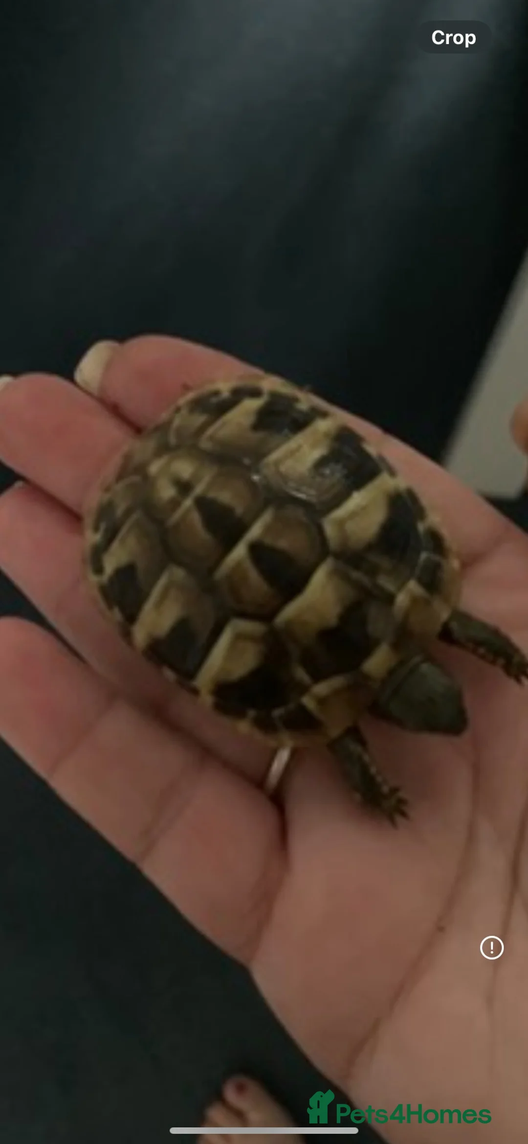Hermann Tortoise reptiles for sale: Baby hermann tortoises  - Advert 2